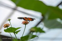 2019 Le Tropique du Papillon (Elne) Heliconius hecale