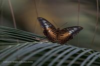 2019 Le Tropique du Papillon (Elne) Parthenos Sylvia