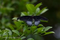 2019 Le Tropique du Papillon (Elne) Papilio memnon lowii